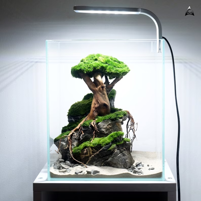 Ancient Stone glued aquascape for nano aquarium