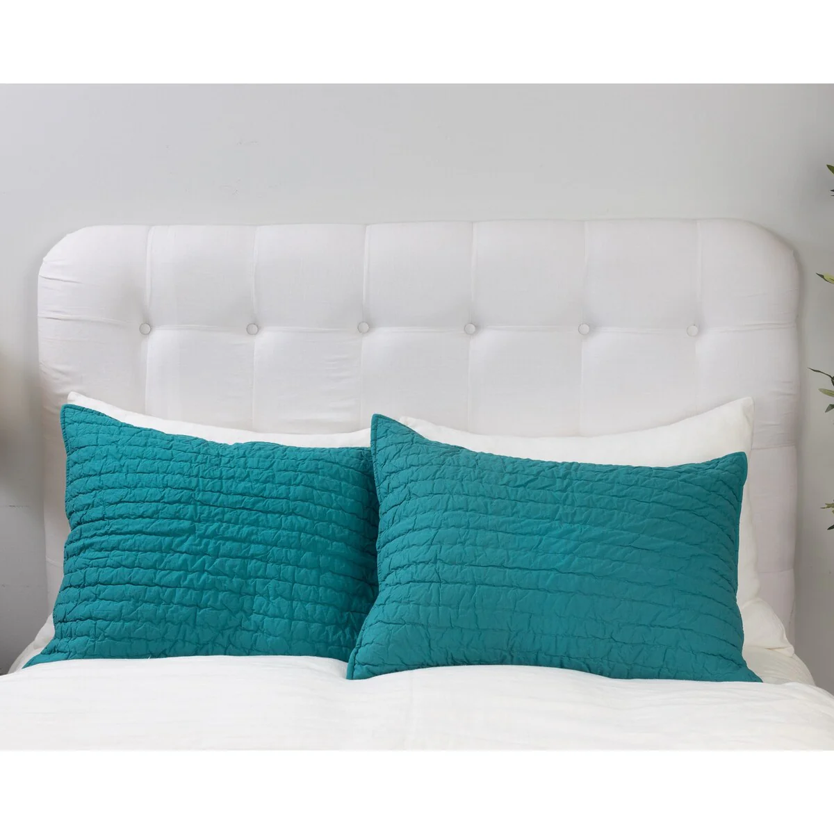 Brighton Sham, Peacock, Euro